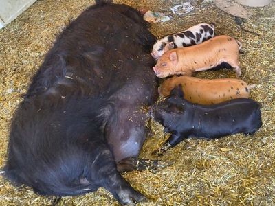 8 week old kune kune Piglets for Sale - 1 girl left and 2 boys