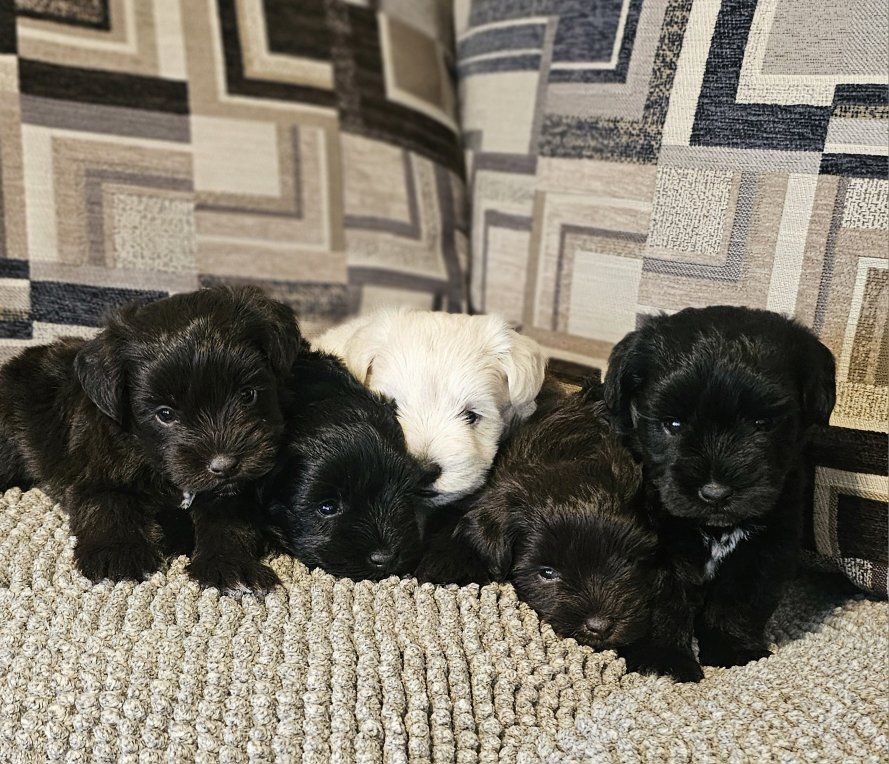 AKC Miniature Schnauzer Puppies