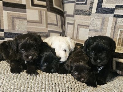 AKC Miniature Schnauzer Puppies
