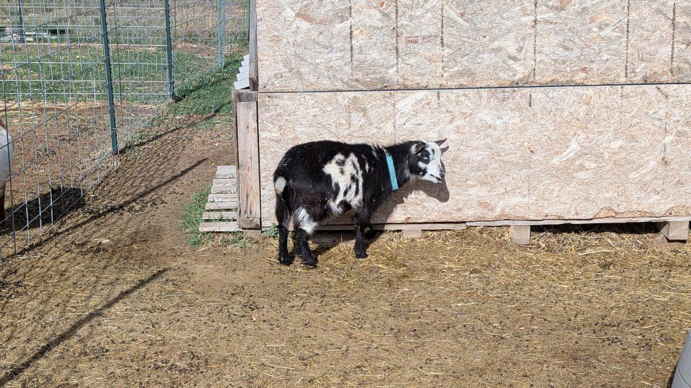 Polled blue eyed doe