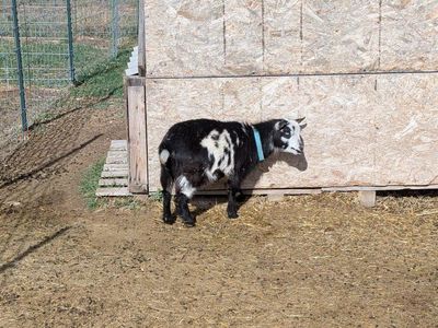 Polled blue eyed doe