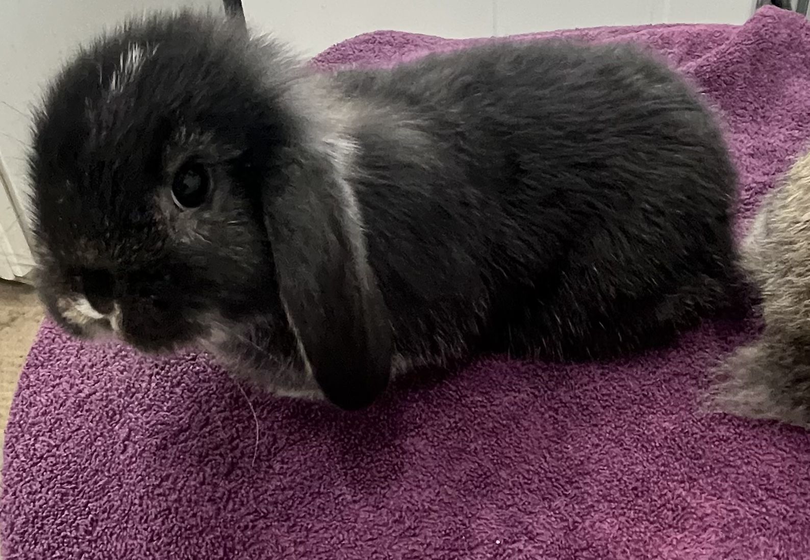 Holland lop does