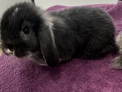 Holland lop does