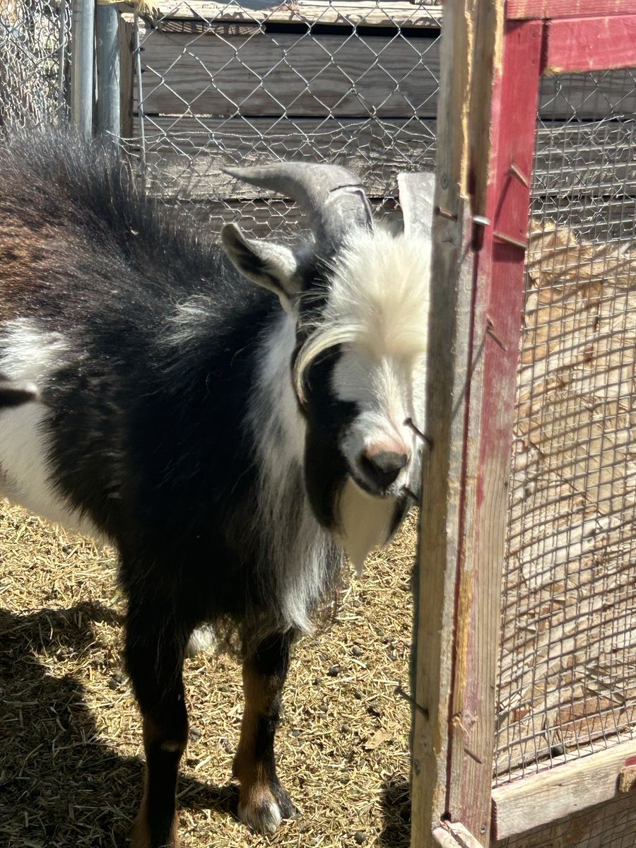 Pygmy/ Nigerian goat stud service