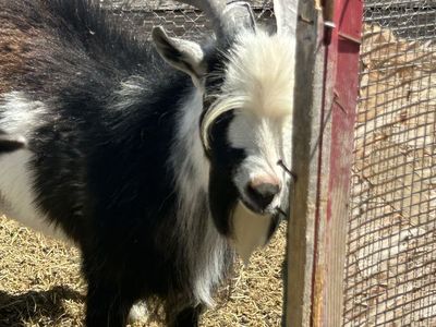 Pygmy/ Nigerian goat stud service