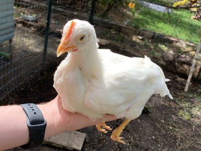 Coop Ready White Leghorn Pullet Chicks