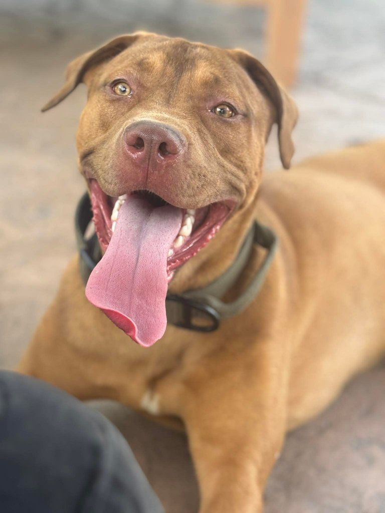 Boerbel Dogo Corso Bully Female