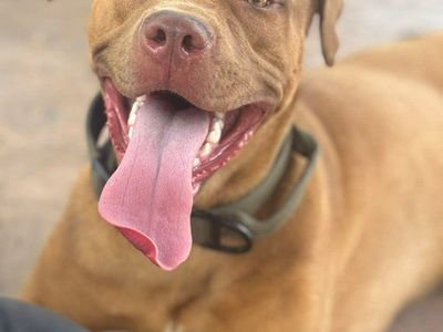 Boerbel Dogo Corso Bully Female