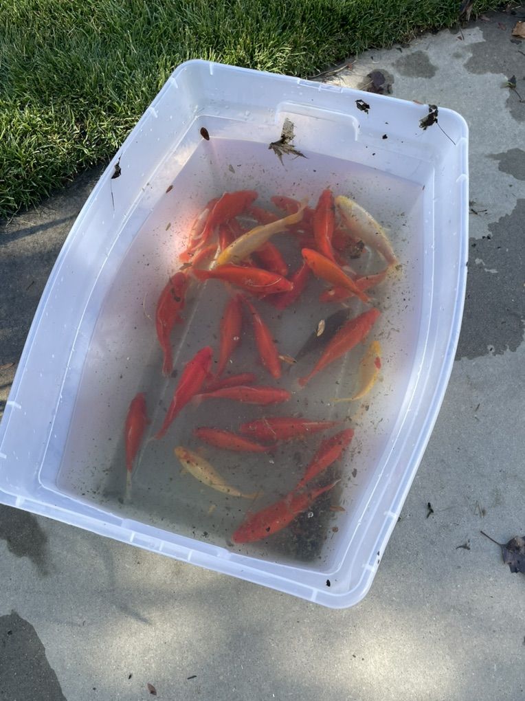 Free Goldfish
