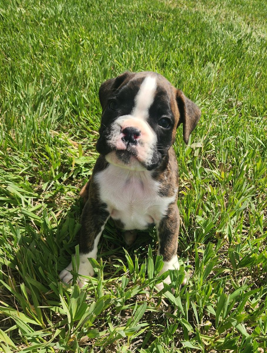 AKC Boxer male pup