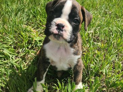 AKC Boxer male pup