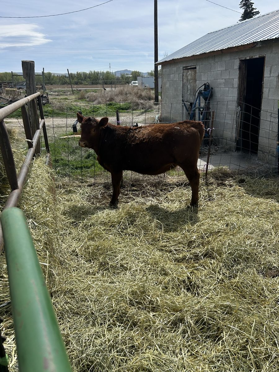 Red Angus Heifer