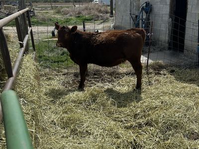 Red Angus Heifer