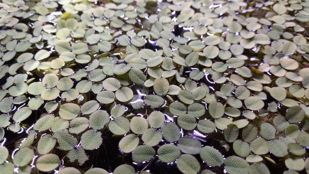 Water Spangles, aquarium floating plant