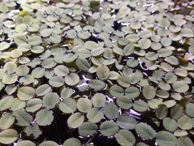 Water Spangles, aquarium floating plant