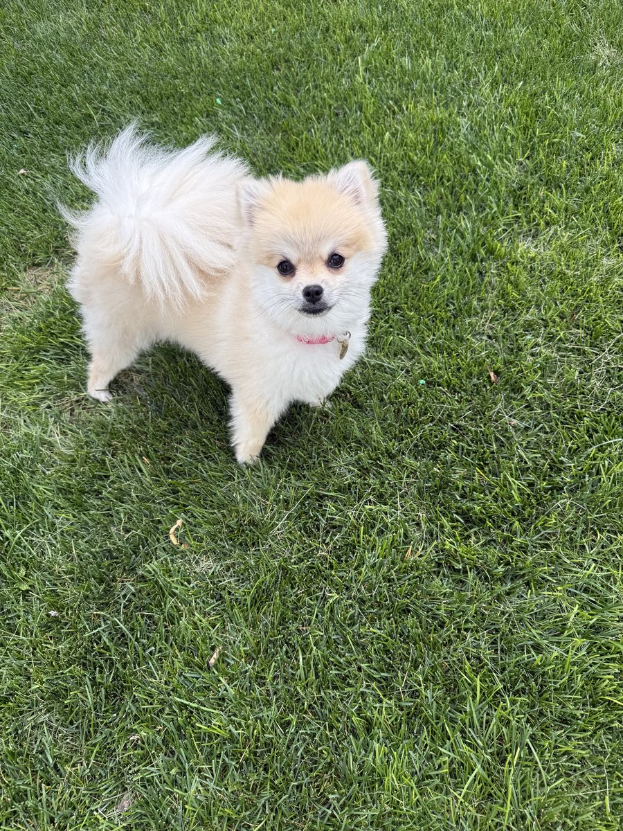 8 month old Pomeranian 