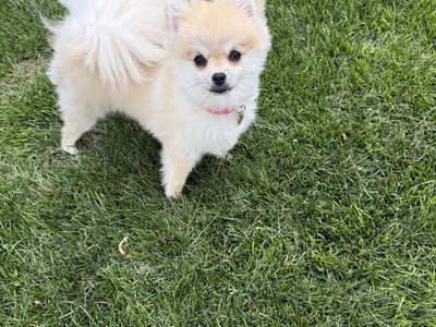 8 month old Pomeranian