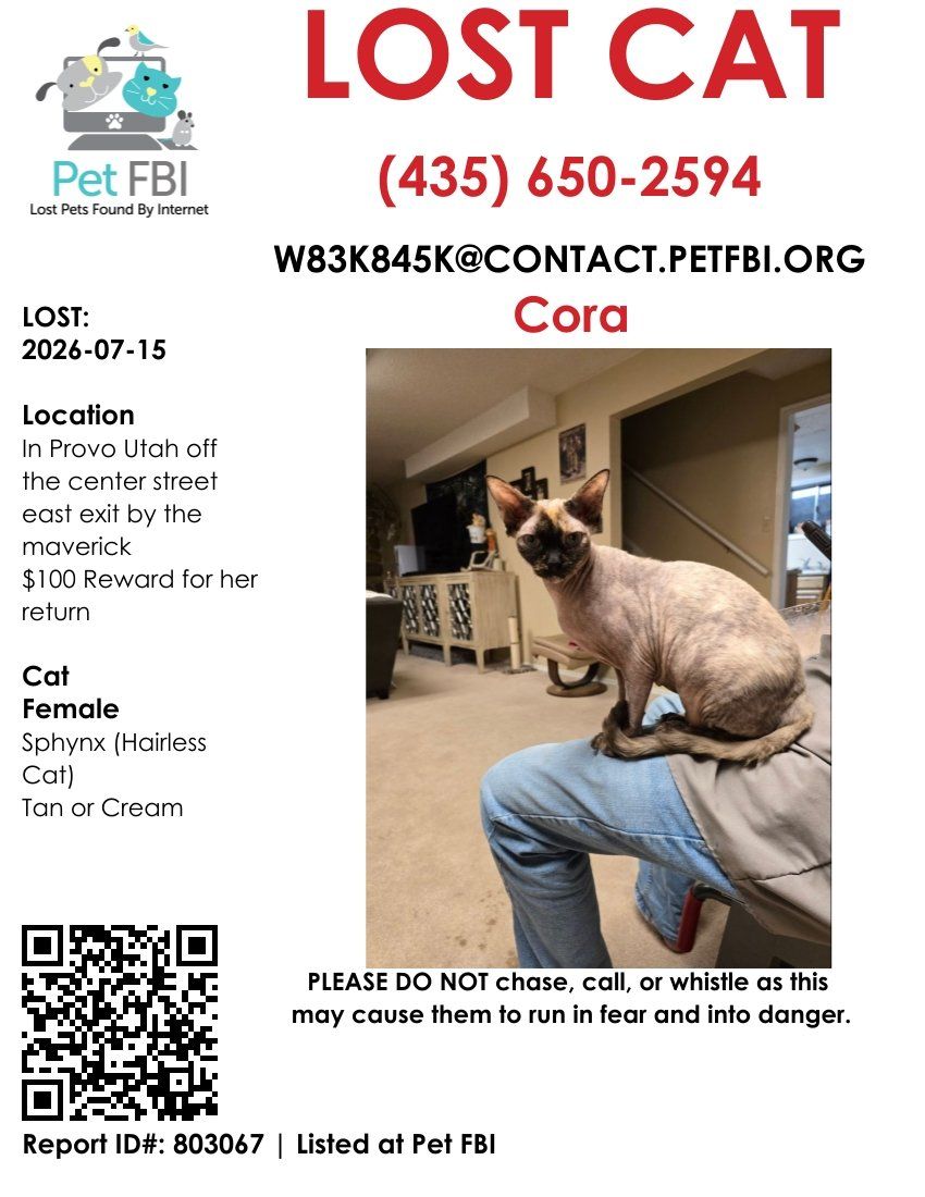 LOST CAT