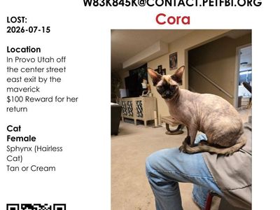 LOST CAT