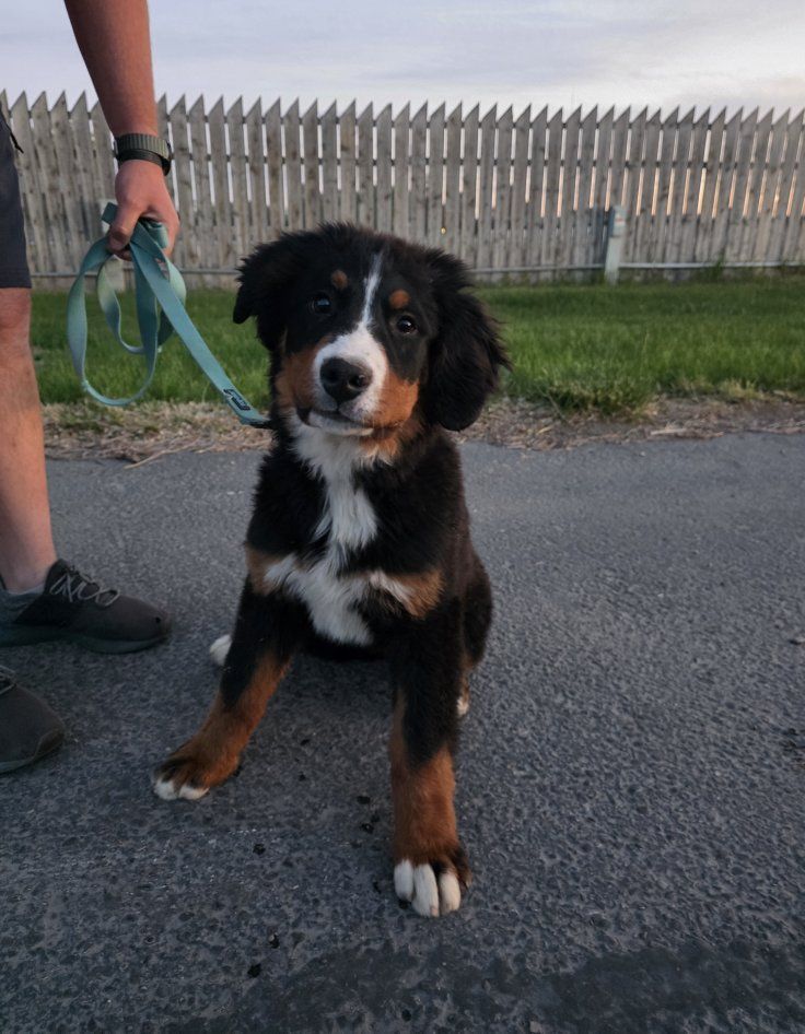 Bernese Mountain Dog (looking for guardian home)