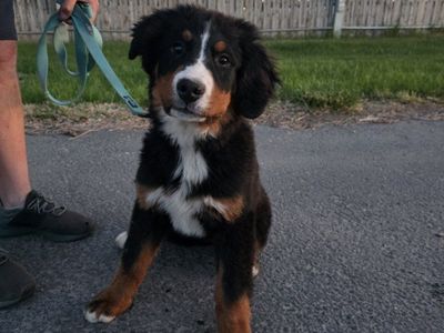 Bernese Mountain Dog (looking for guardian home)