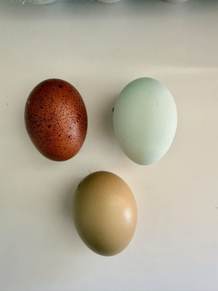 Olive Egger hatching Eggs