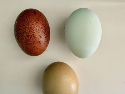 Olive Egger hatching Eggs