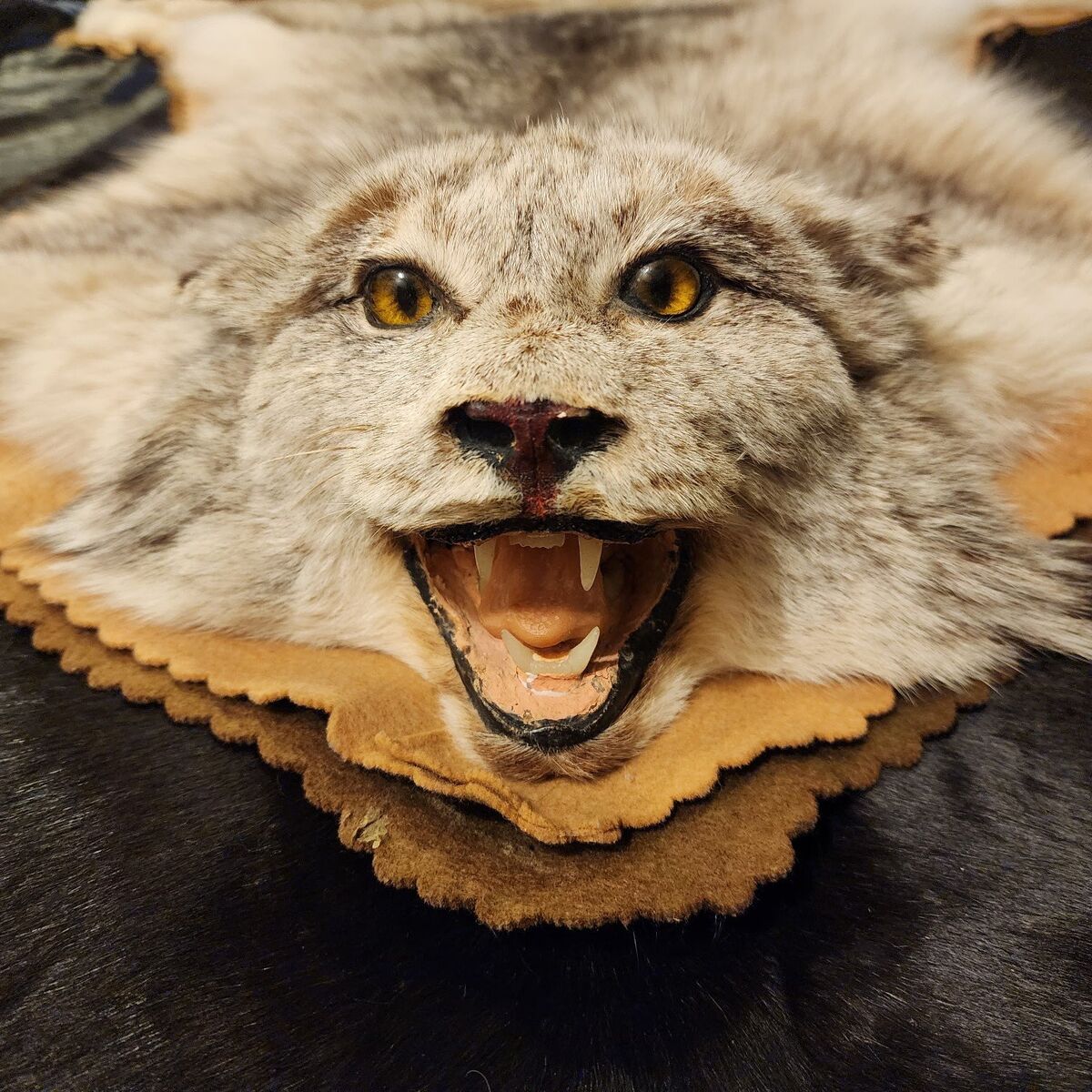 Huge Lynx Taxidermy Rug