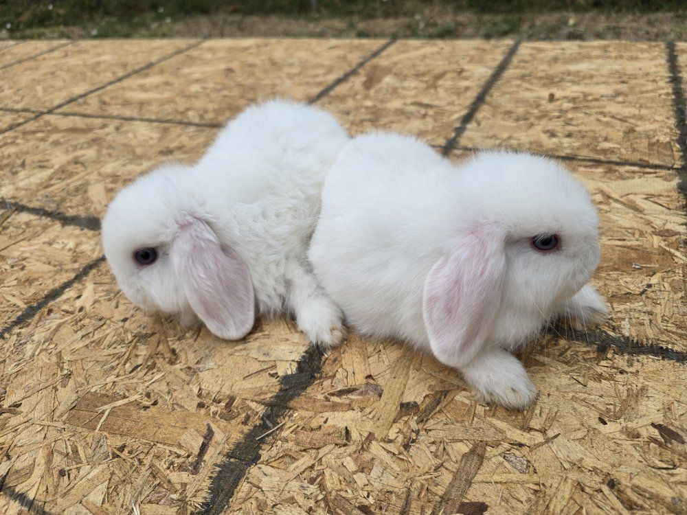 Holland Lop Blue-eyed Bucks