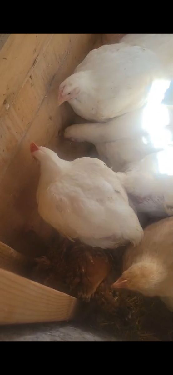 White Meat Chickens For Sale