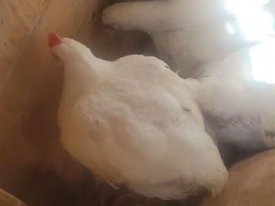 White Meat Chickens For Sale