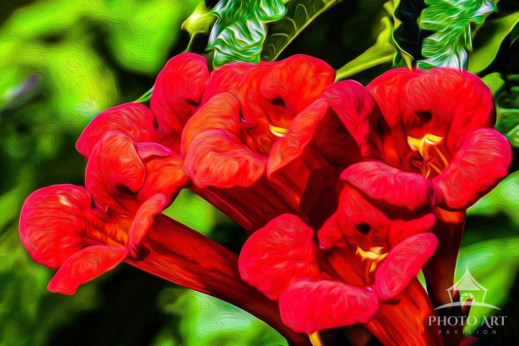 Natures Trumpet Canvas Photo Art Print Ready to Hang