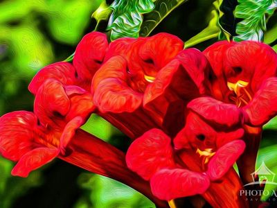 Natures Trumpet Canvas Photo Art Print Ready to Hang