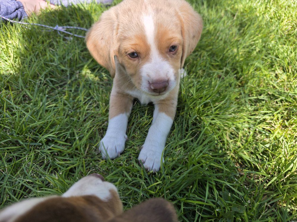Aussie Beagle Puppies