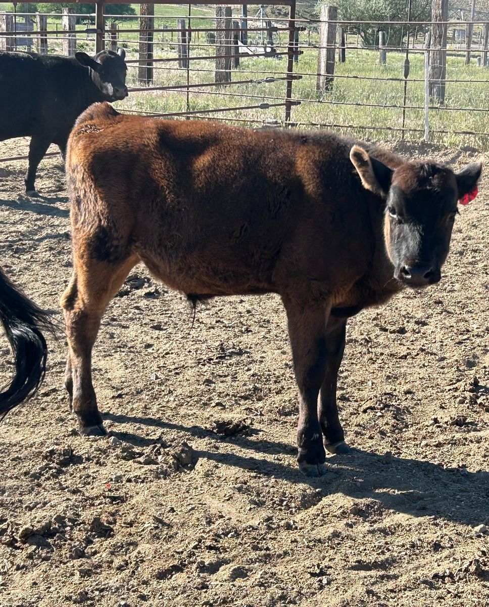 Angus - Holstein steer
