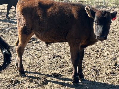 Angus - Holstein steer