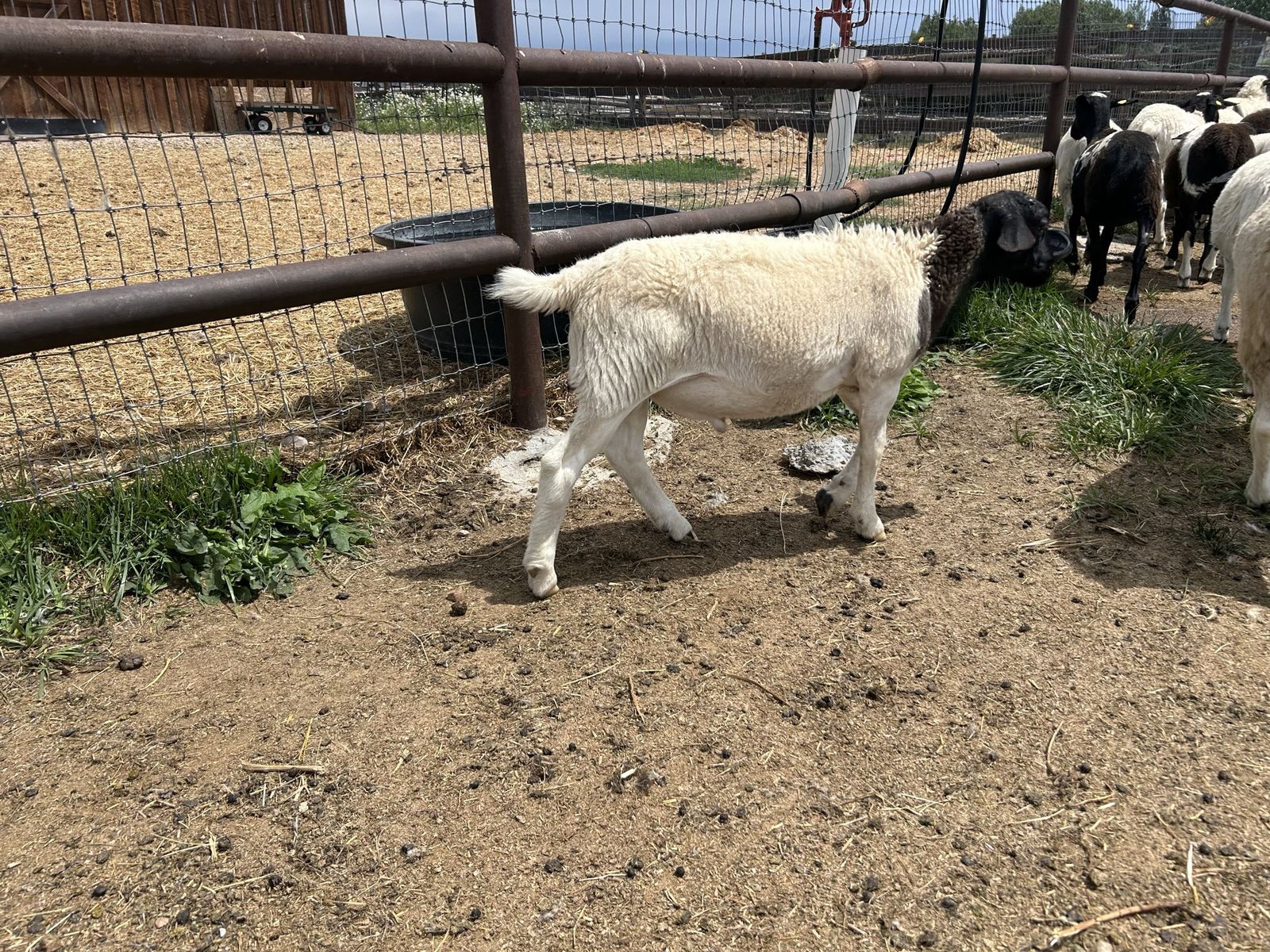 One ram and one wether (sheep)