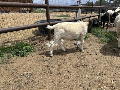 One ram and one wether (sheep)