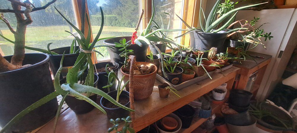 Old Stock Aloe Plants