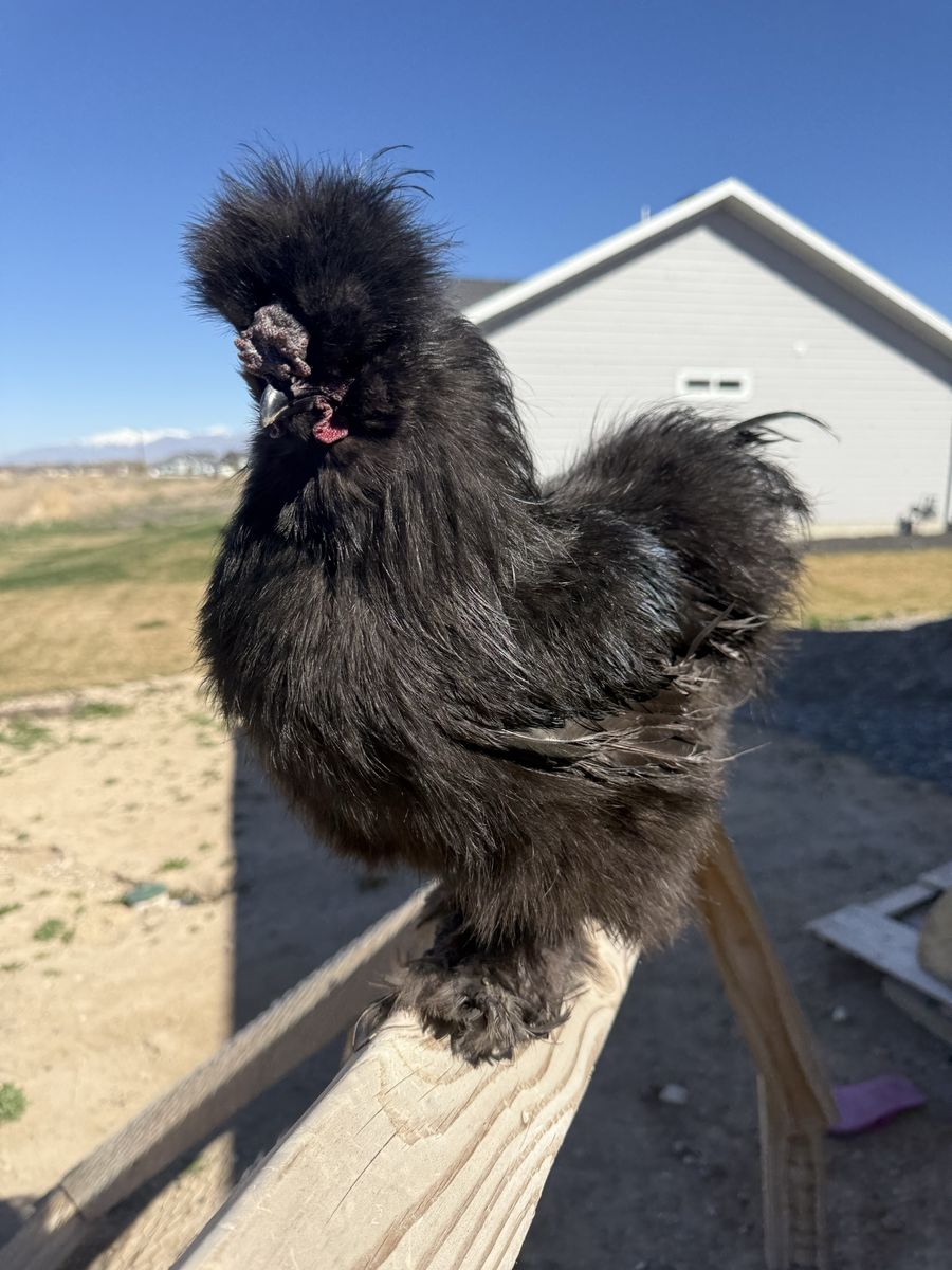 Black a silkie Rooster 