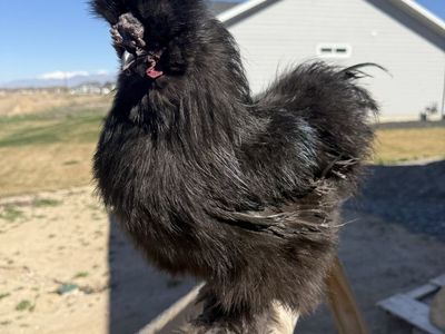 Black a silkie Rooster