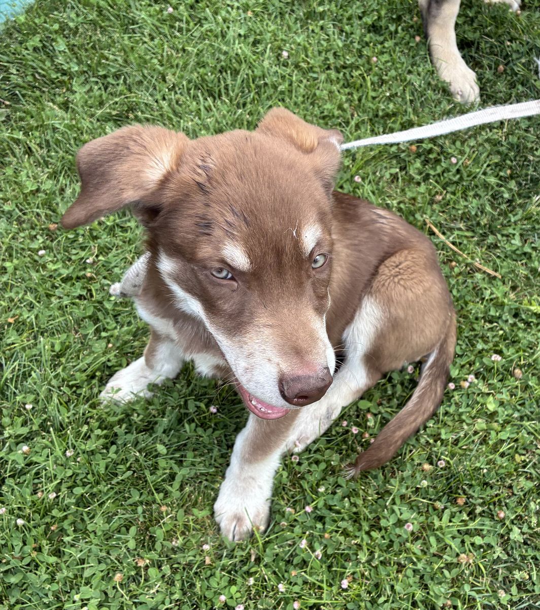 Available for Adoption! A164630 Sheriff!