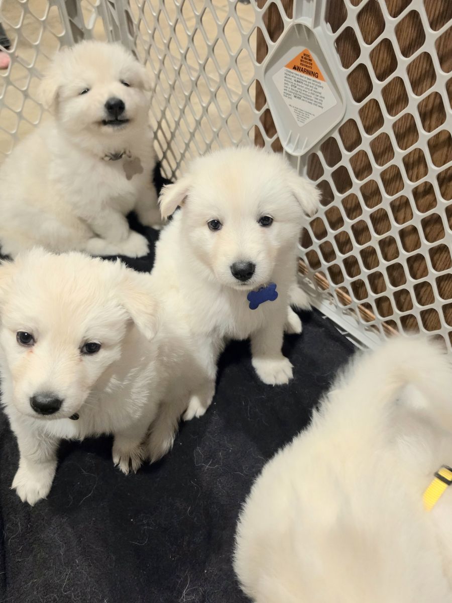 Swiss Shepherd puppies 2 boys left