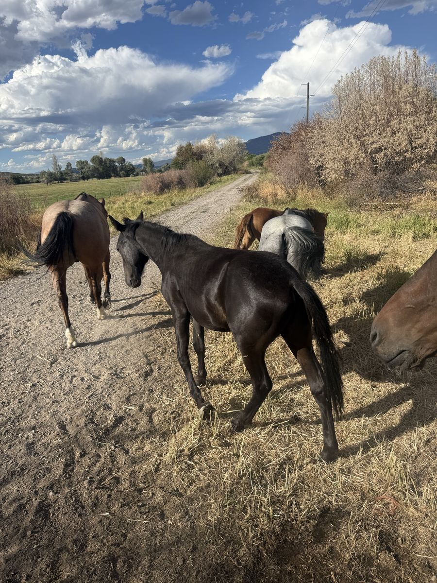 Black stud Colt