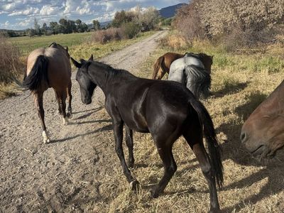 Black stud Colt