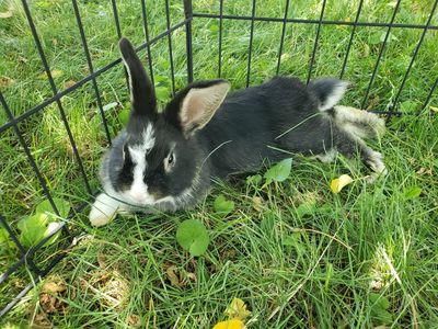 Holland Lop Doe - Extra Small Size - Bunny Rabbit