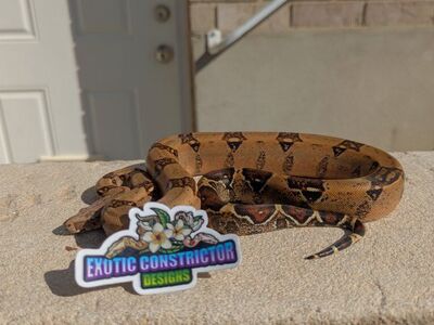 pinkbelly pastel & white-wall (salt) het Vpi T