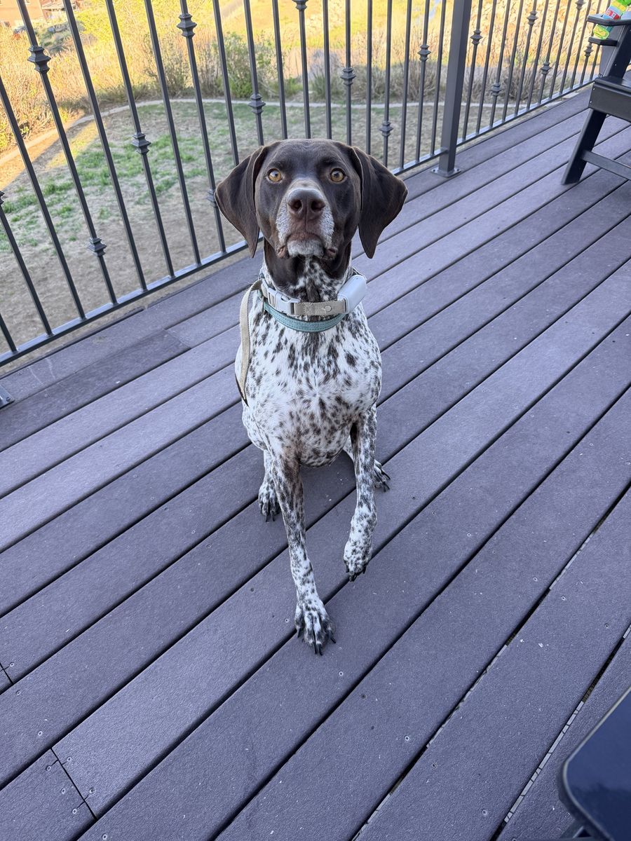 German Shorthaired Pointer