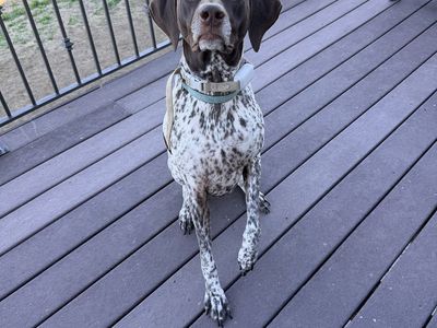 German Shorthaired Pointer