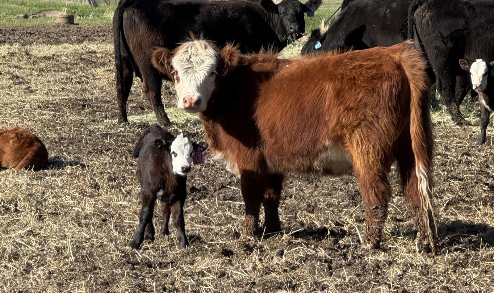 Polled 1st calf Hereford Highland Pair